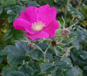 ROSA RUGOSA (Historic) (Species)